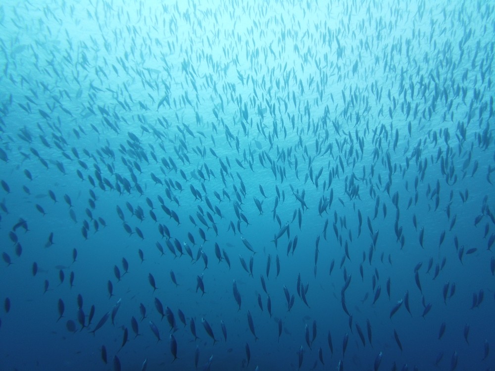 Direkt am Anfang wimmelt es vor Sardinen
