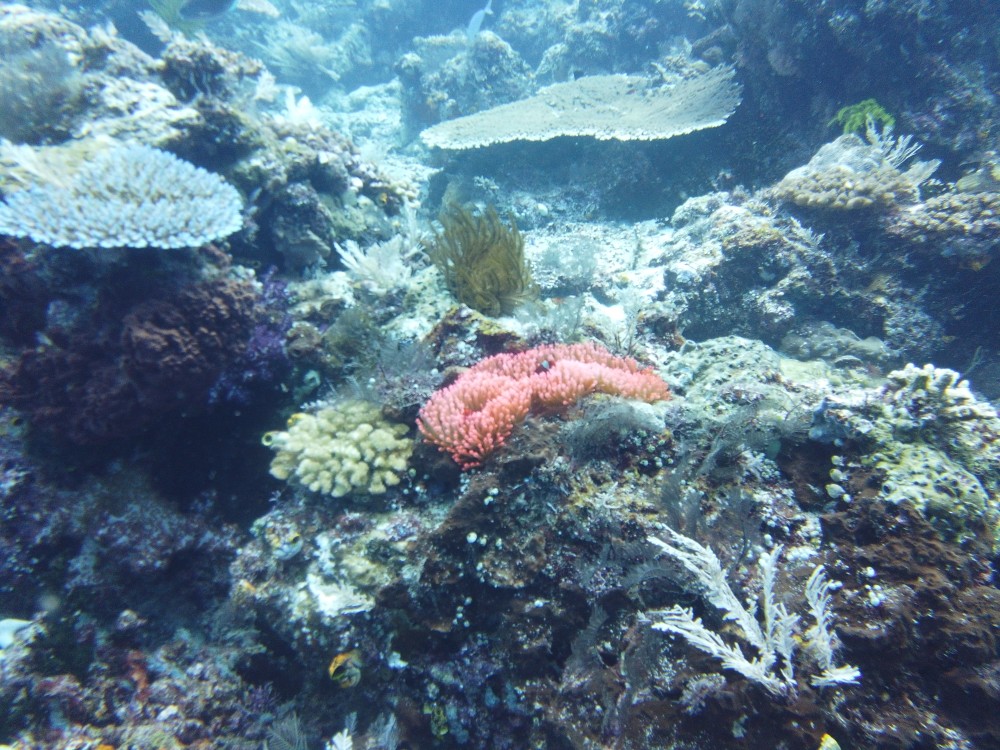 Eine pinke Anemone 😍