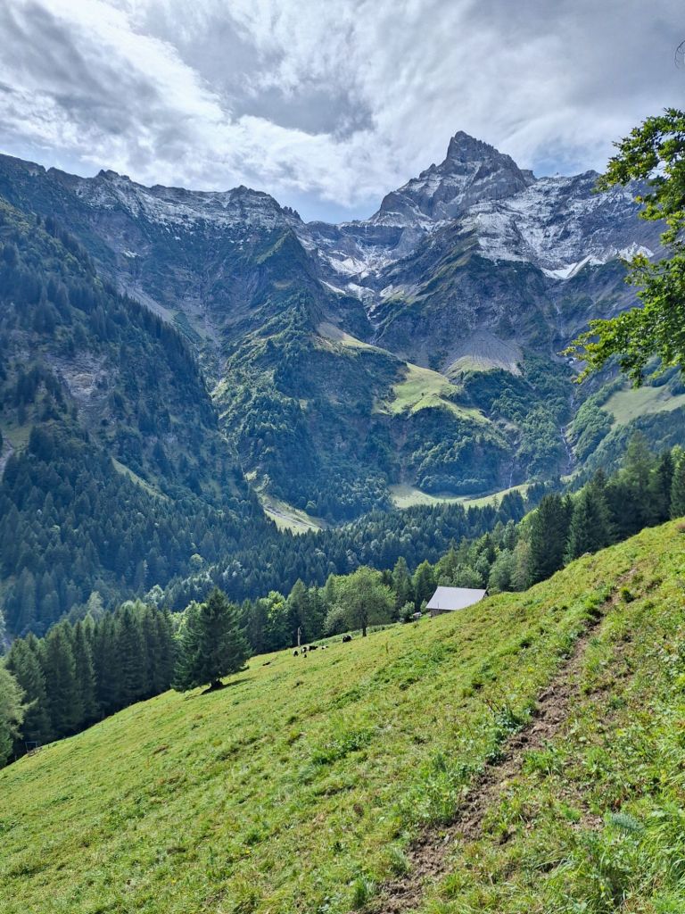 Die ersten Kühe hier 😃