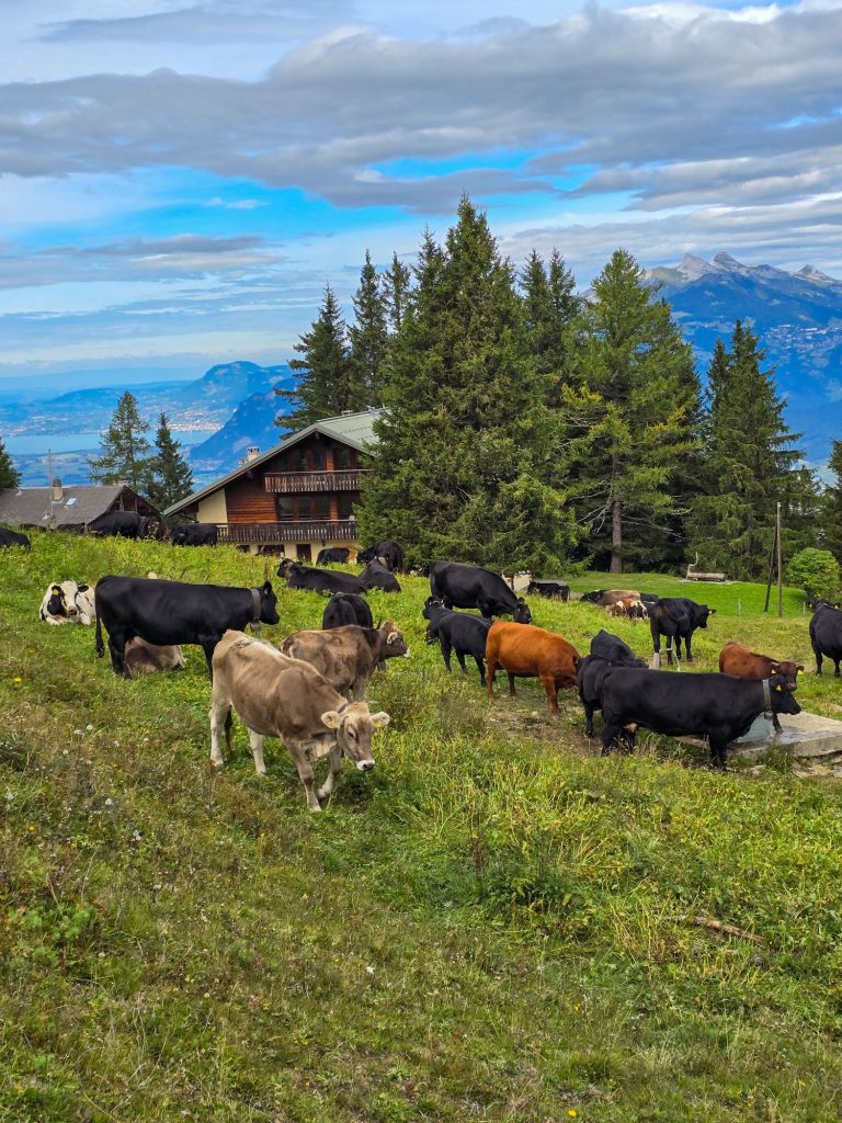 An all denen mussten wir vorbei (hinten der Genfersee)