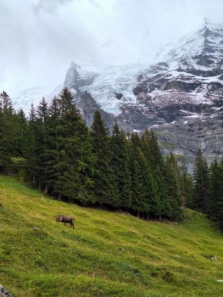 Einfach pure Natur