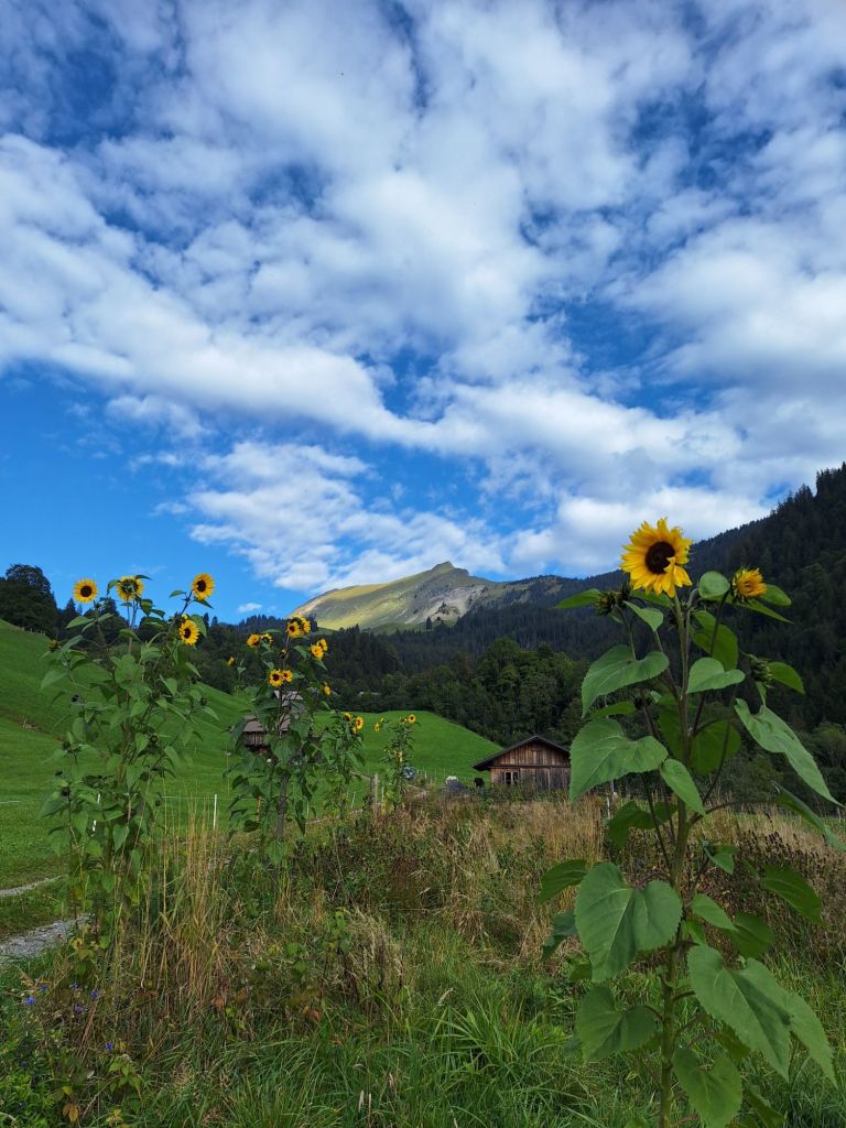 Im Hintergrund das Augstmatthorn