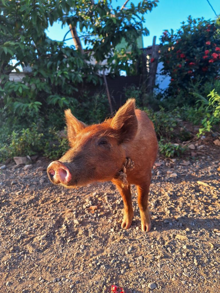 Bei uns in der Straße wohnt auch ein putziges Schwein