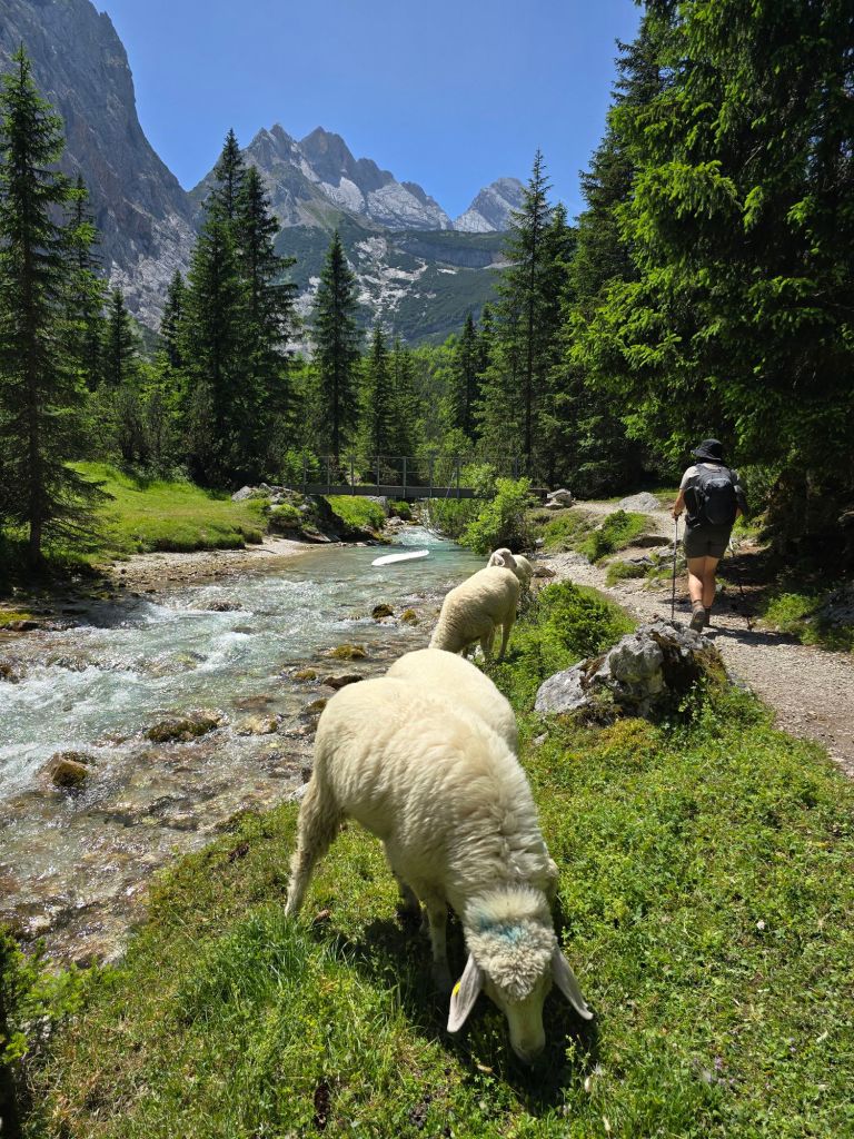 Auf einmal waren da ganz viele Schafe 😃