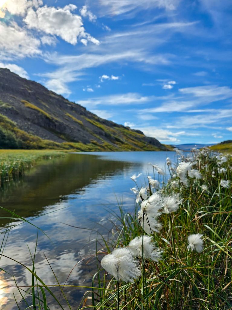 Ein kleiner See unterwegs mit lustigen Pflanzen