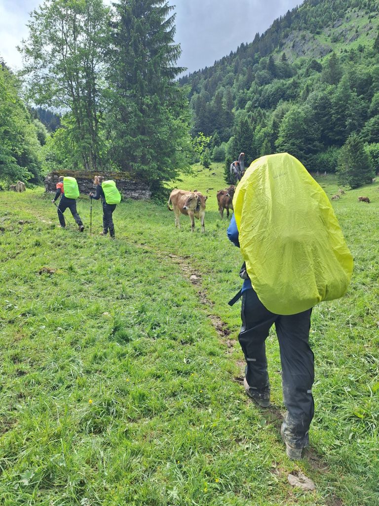 Einmal über die Kuhweide